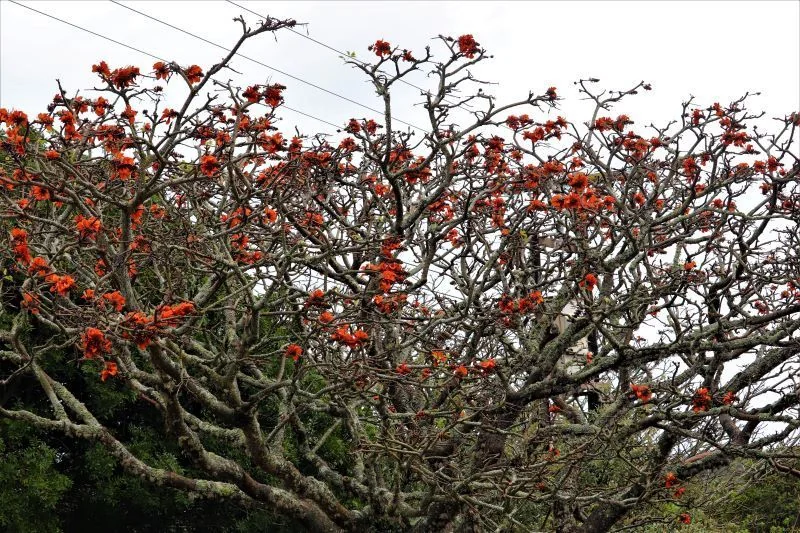 Erythrina Caffra