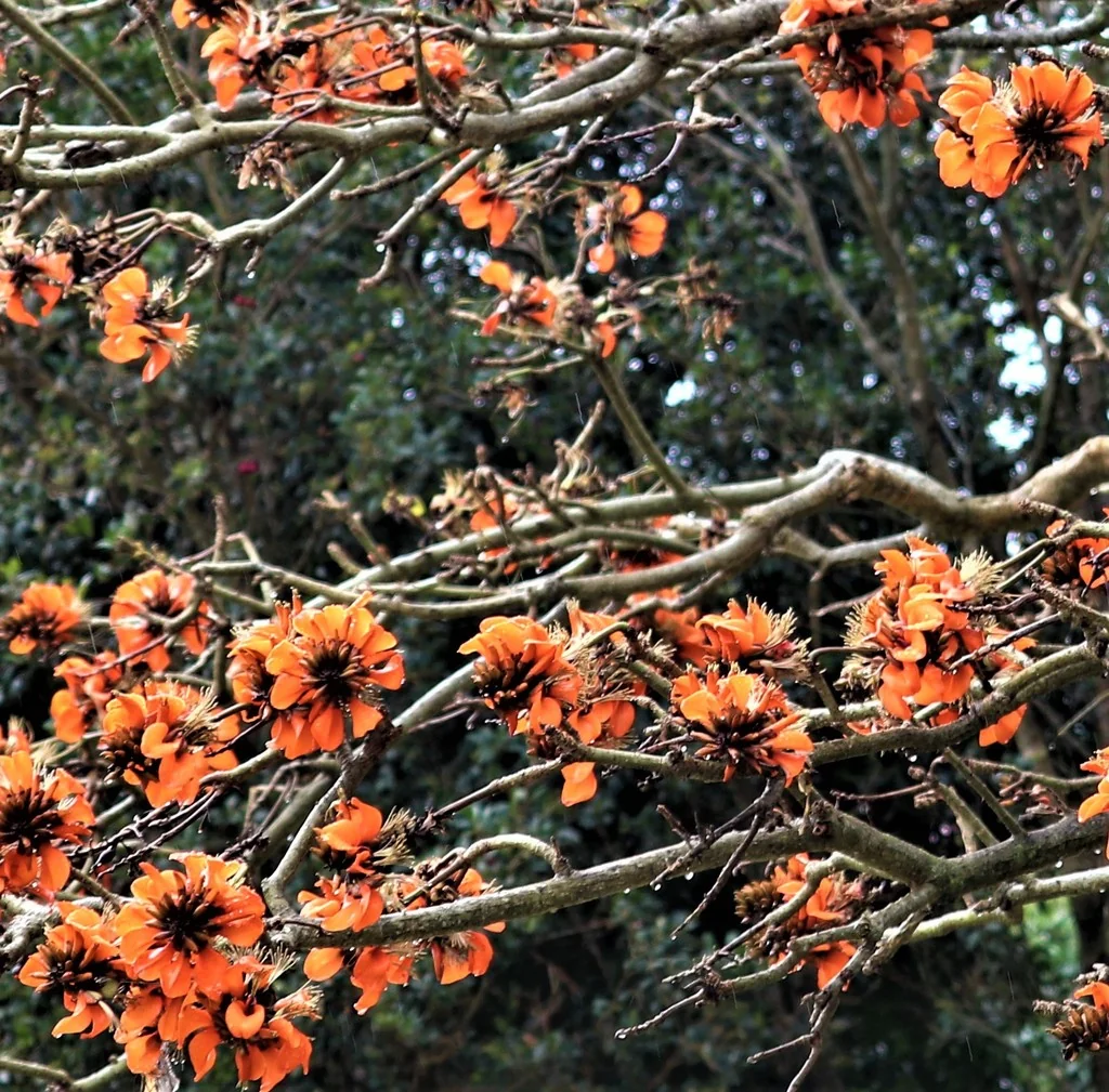 Erythrina Caffra