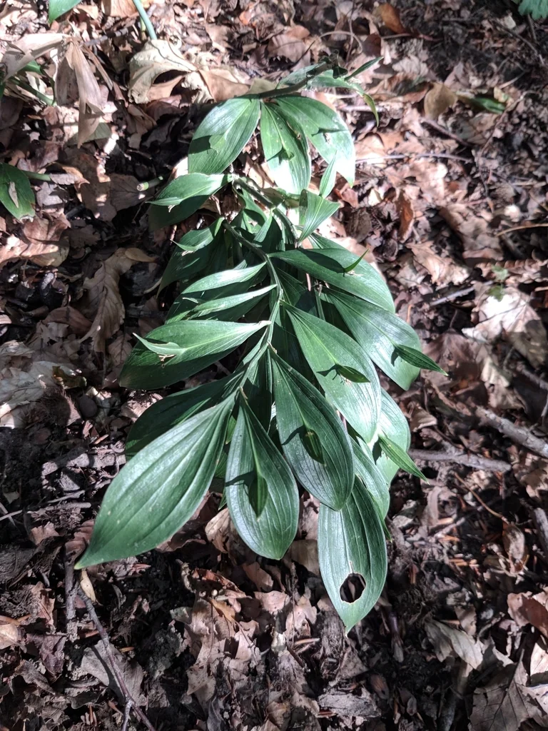 Ruscus Hypoglossum