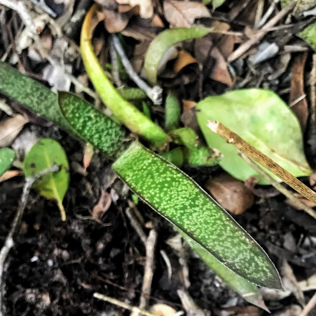Gasteria Acinacifolia