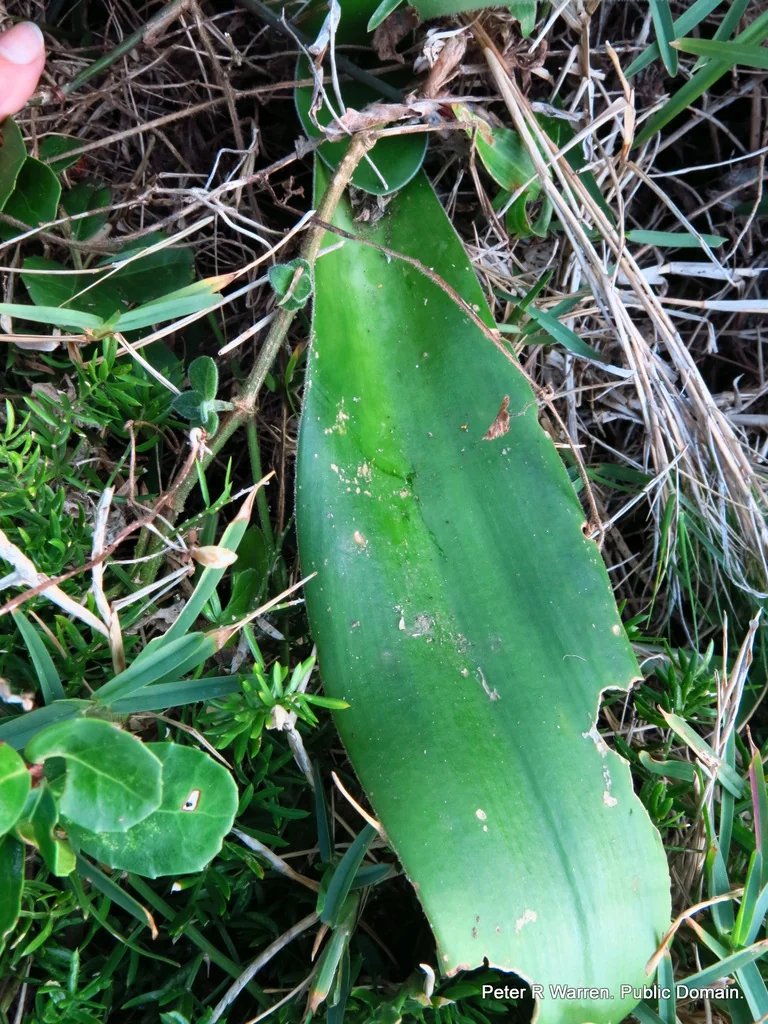 Haemanthus Albiflos
