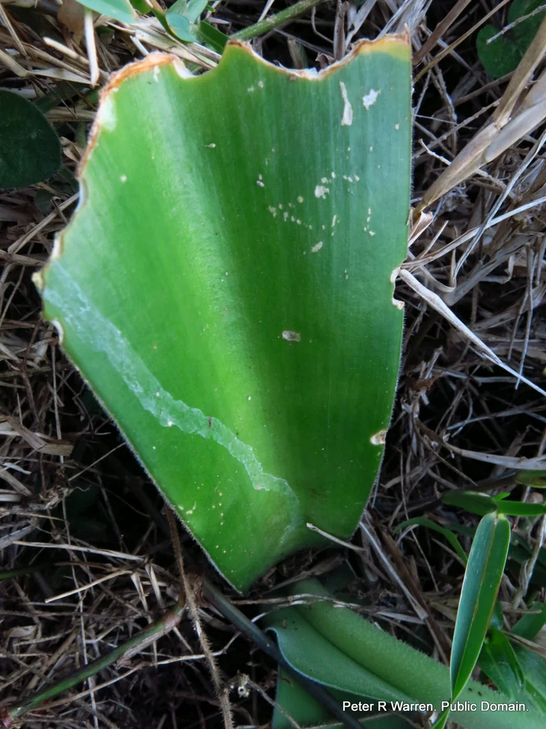 Haemanthus Albiflos