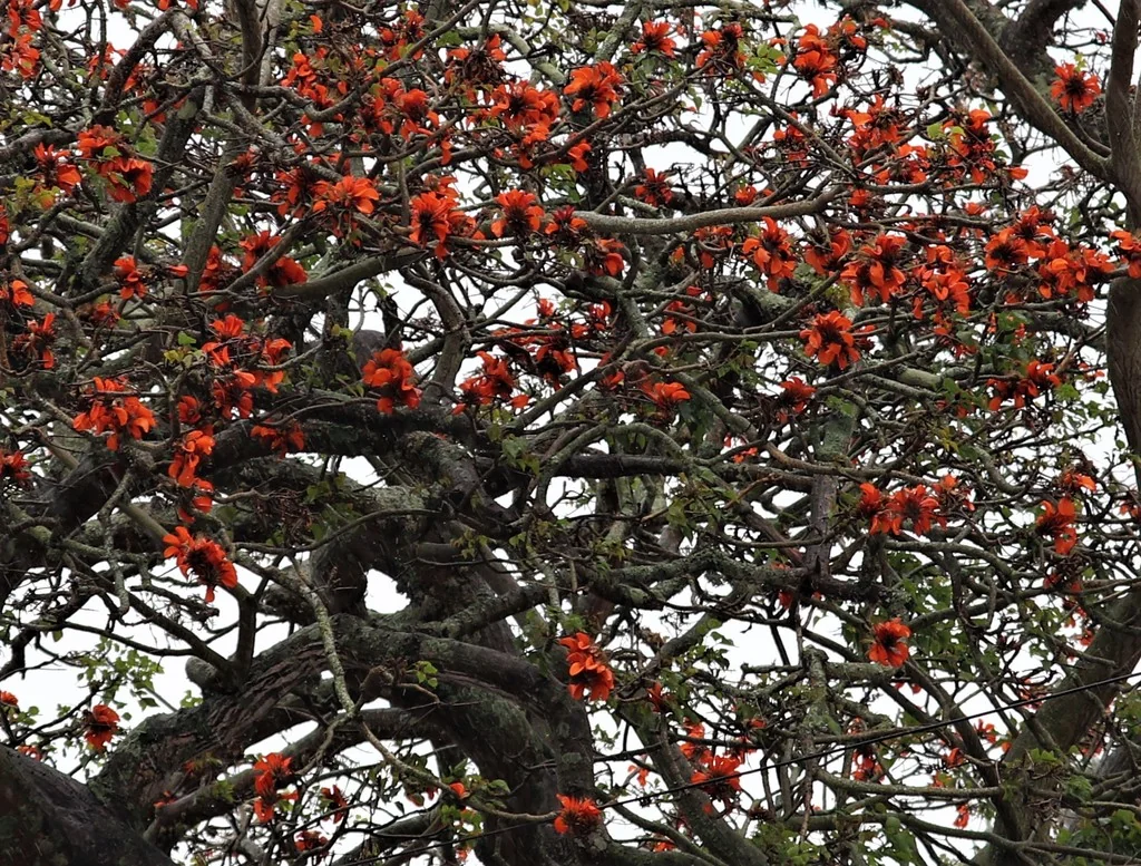 Erythrina Caffra