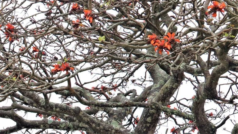 Erythrina Caffra