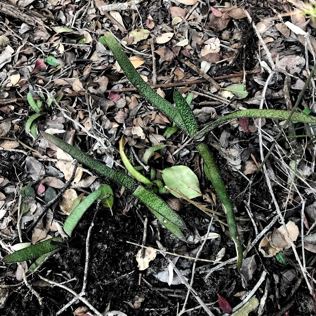 Gasteria Acinacifolia