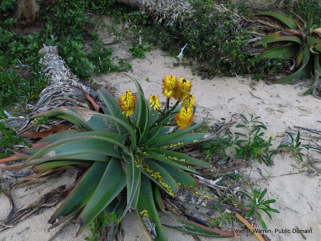 Aloe Thraskii
