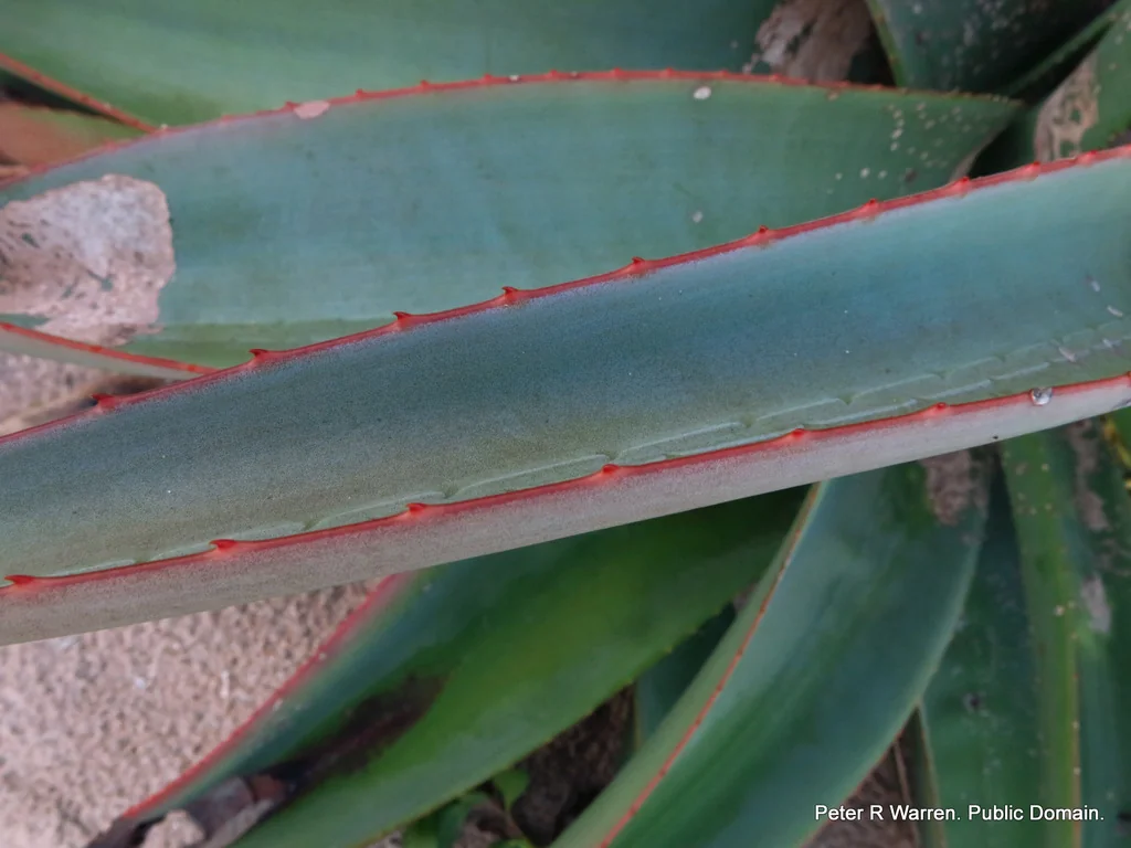 Aloe Thraskii
