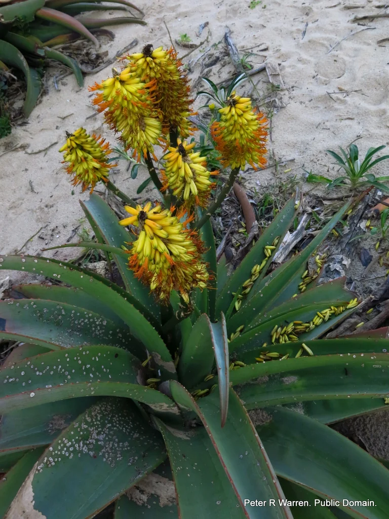 Aloe Thraskii