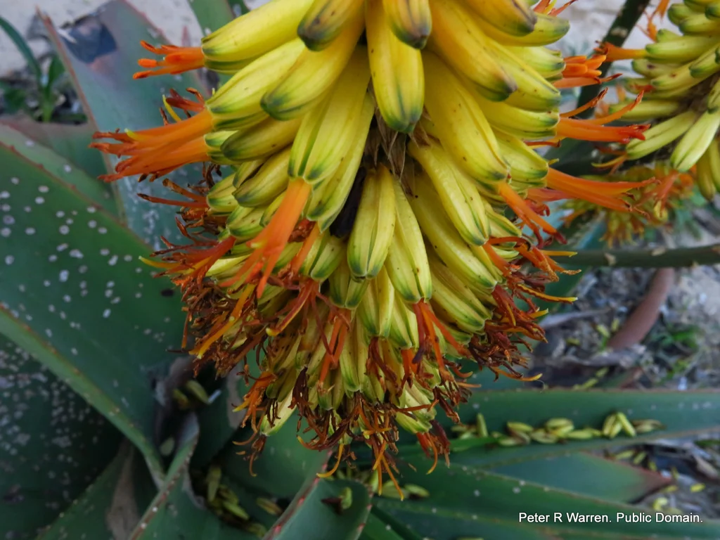 Aloe Thraskii