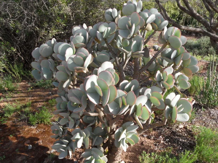 Crassula Arborescens