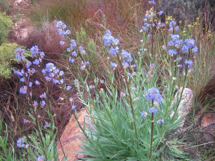 Anchusa Capensis