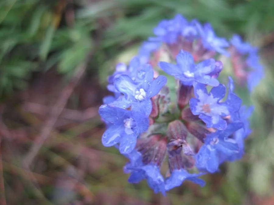 Anchusa Capensis
