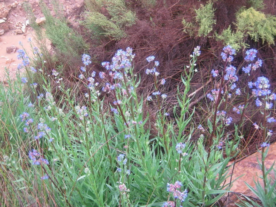 Anchusa Capensis