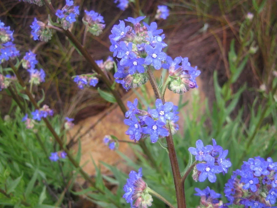 Anchusa Capensis