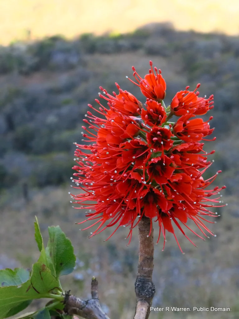 Greyia Sutherlandii