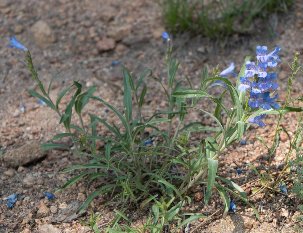 Penstemon Glaber