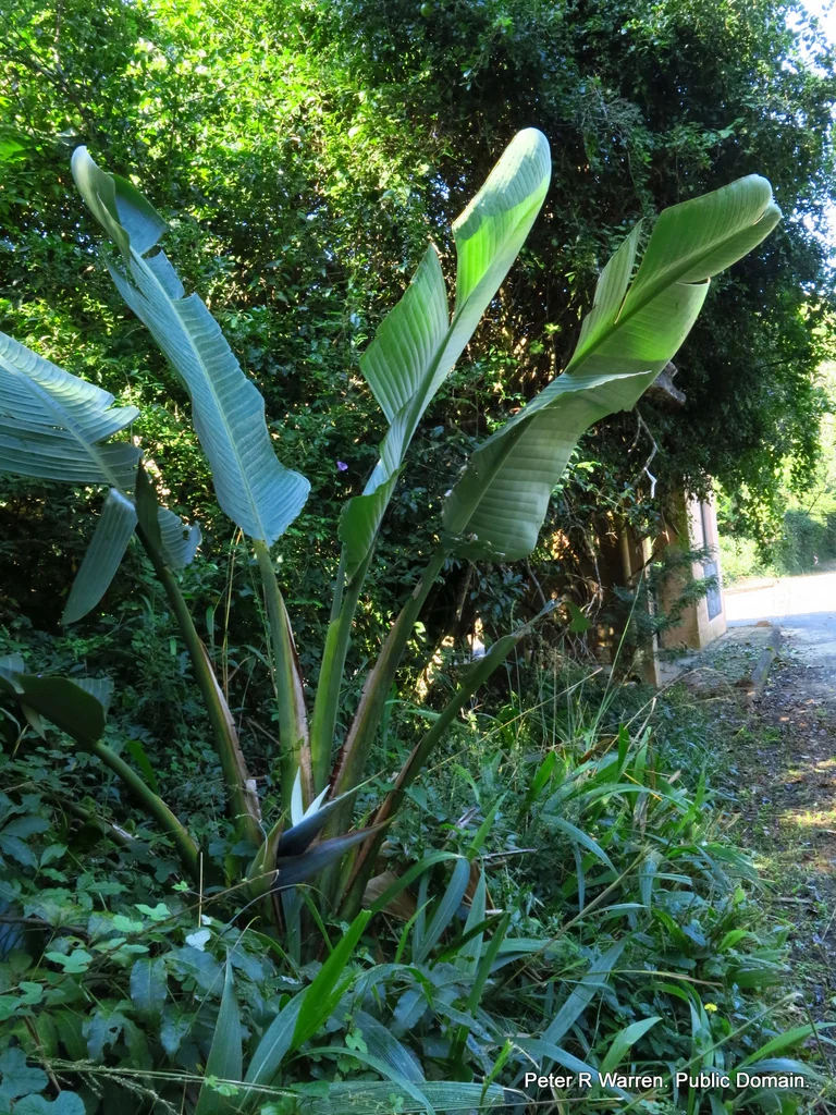 Strelitzia Nicolai