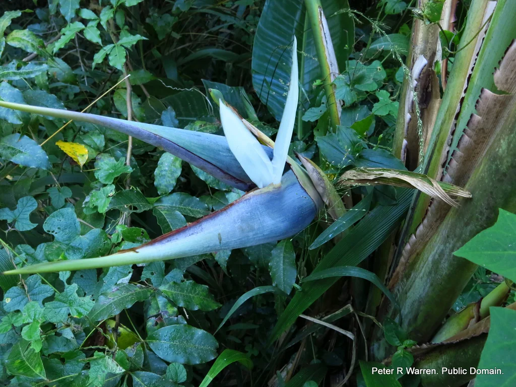 Strelitzia Nicolai