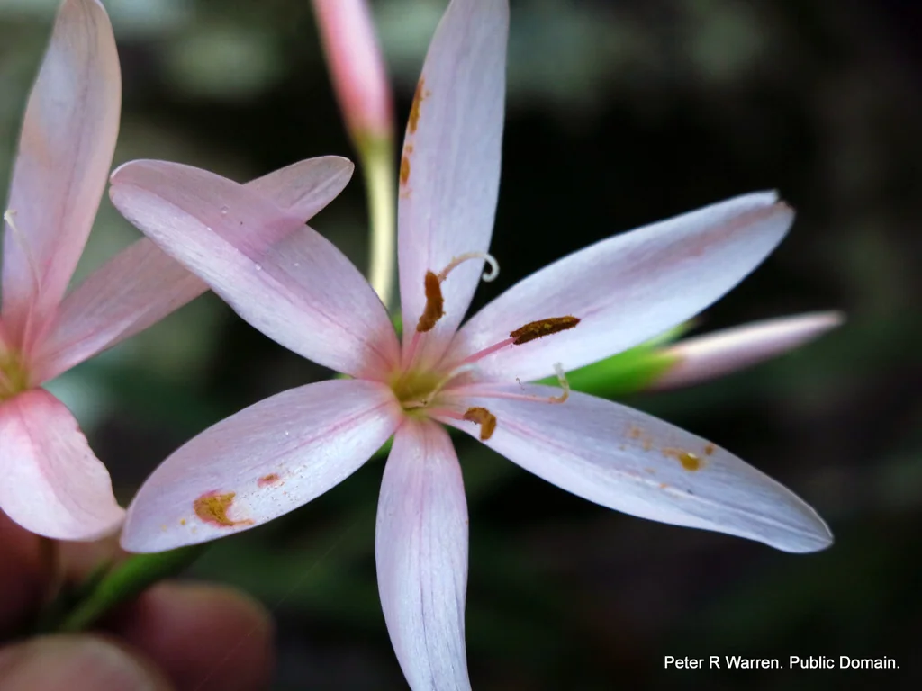 Schizostylis Coccinea