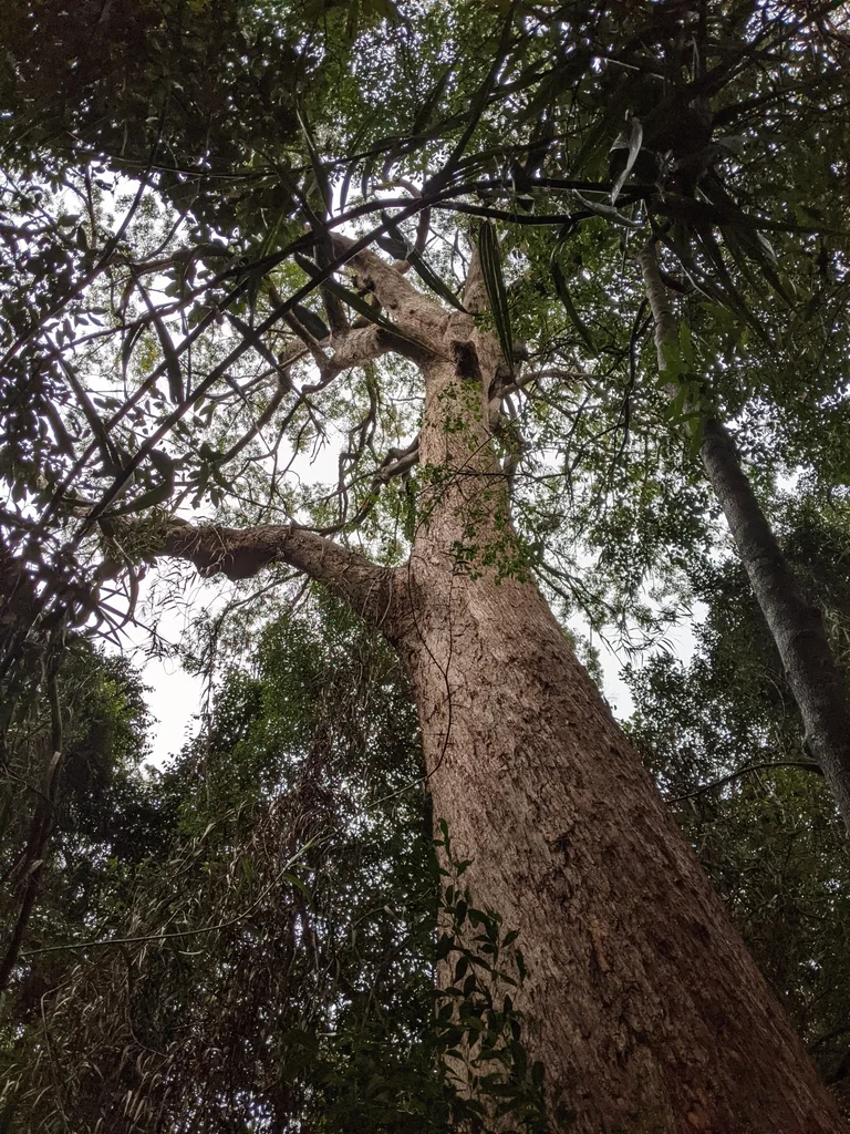 Eucalyptus Microcorys