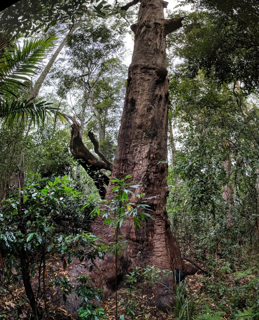 Eucalyptus Microcorys