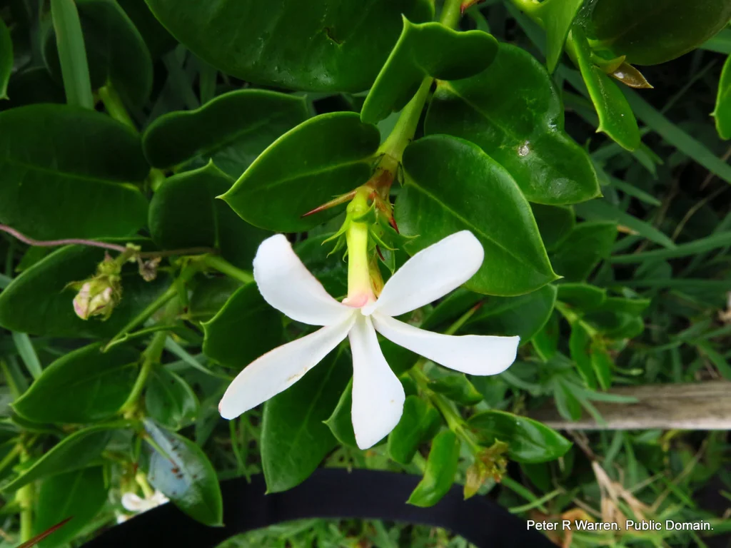 Carissa Macrocarpa