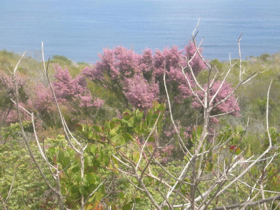 Erica Canaliculata