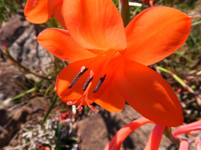 Watsonia Pillansii