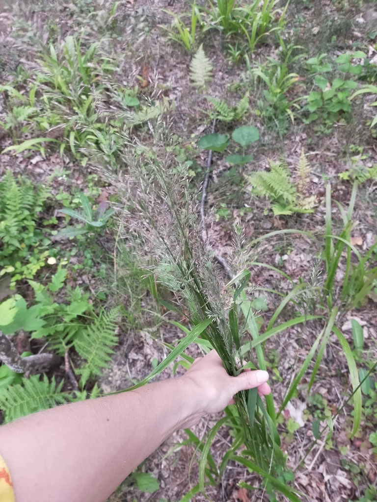 Calamagrostis Brachytricha