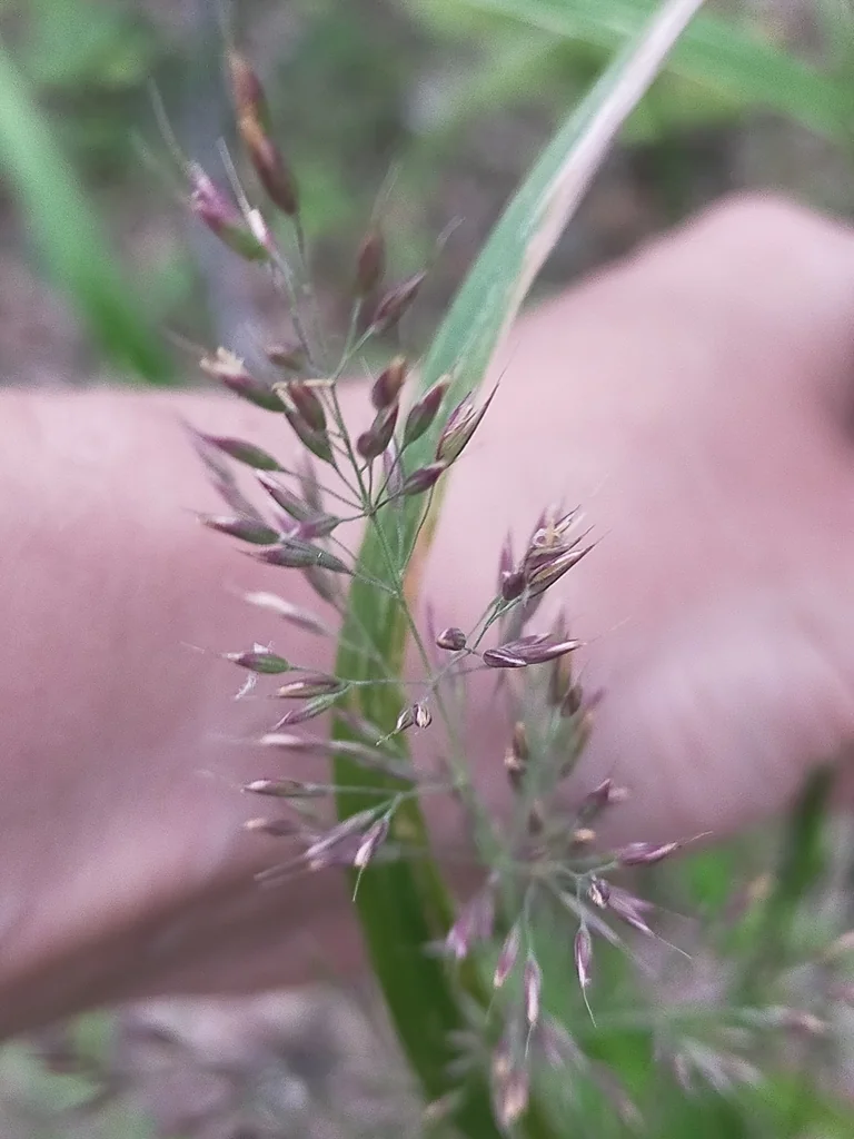 Calamagrostis Brachytricha