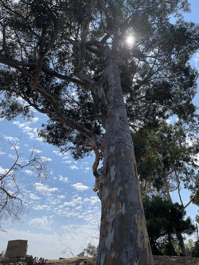 Eucalyptus Cladocalyx