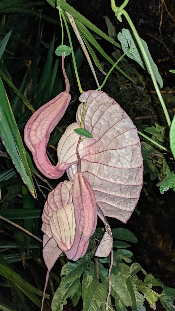 Aristolochia Grandiflora