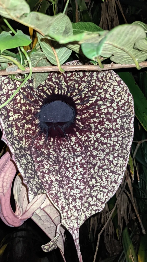 Aristolochia Grandiflora