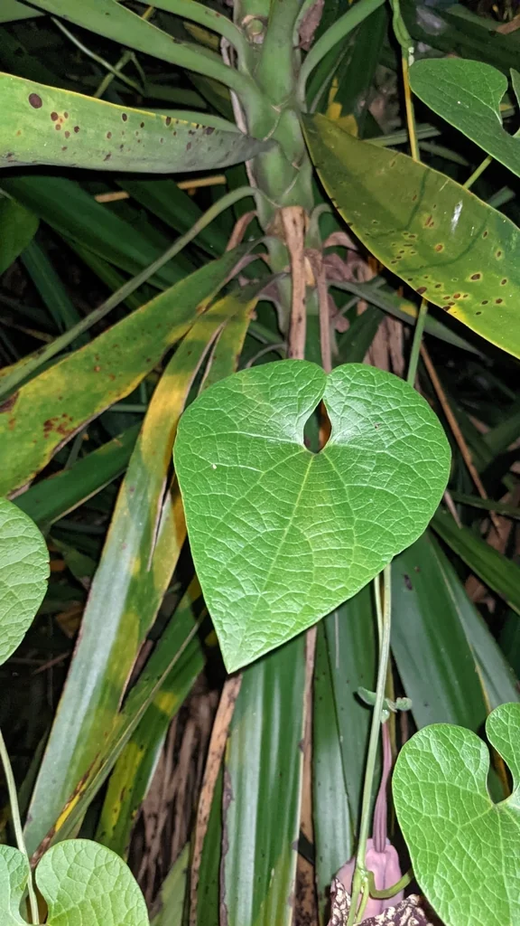 Aristolochia Grandiflora