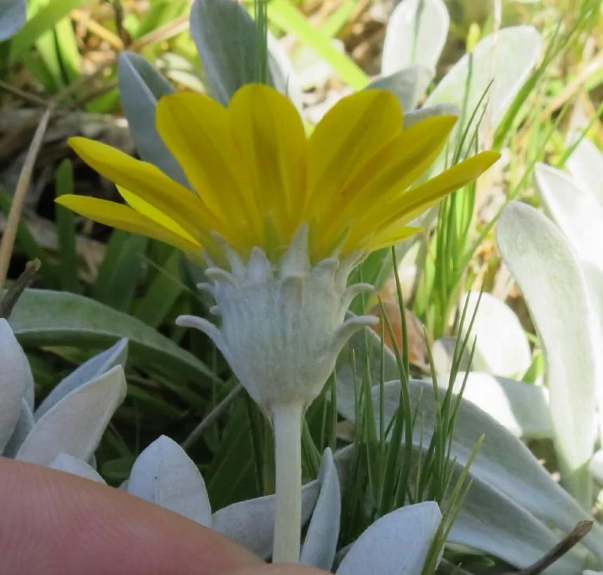 Gazania Rigens Leucolaena
