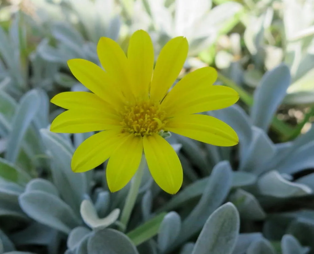 Gazania Rigens Leucolaena