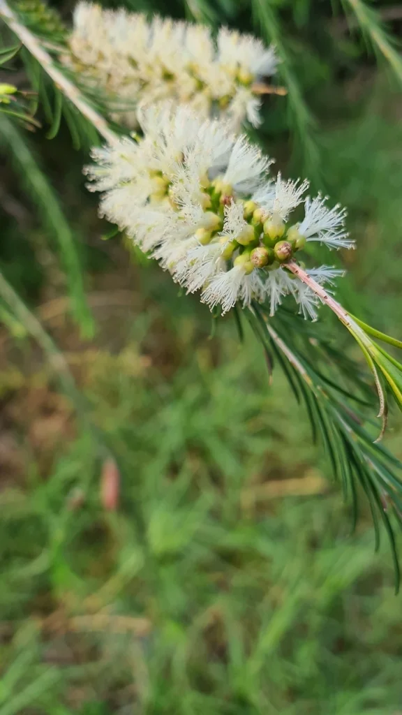Melaleuca Armillaris