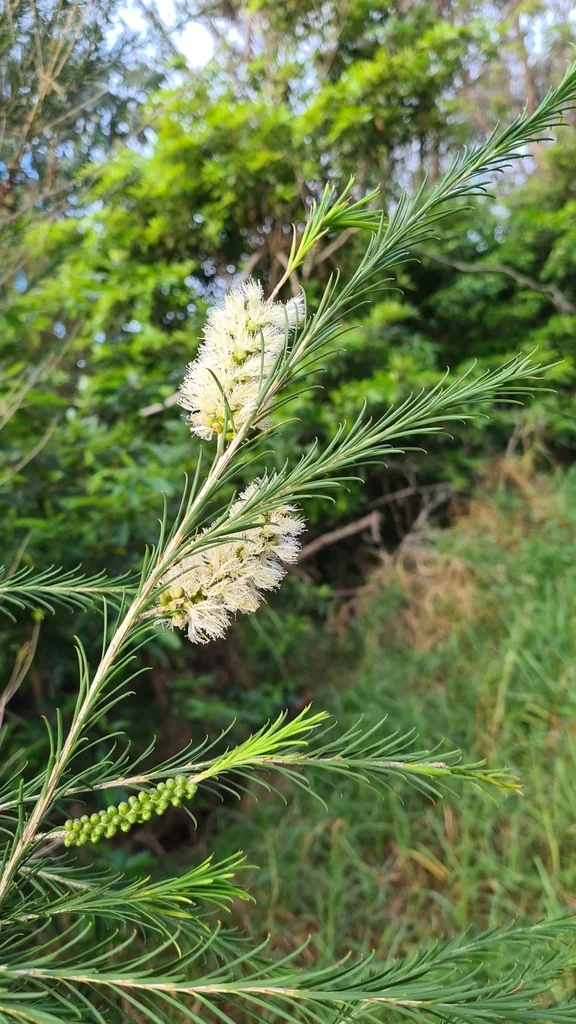 Melaleuca Armillaris