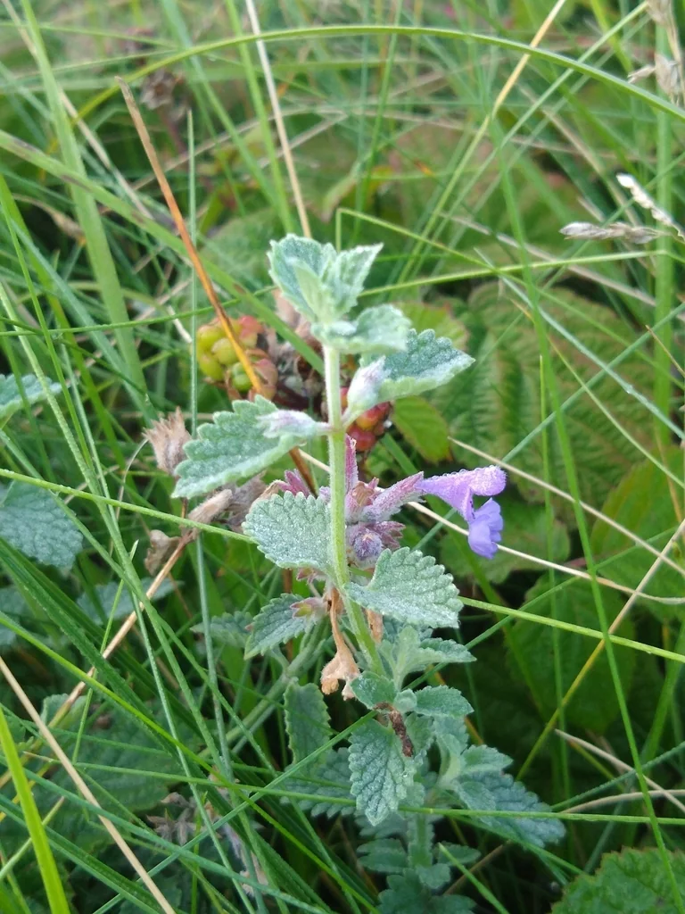 Nepeta X Faassenii