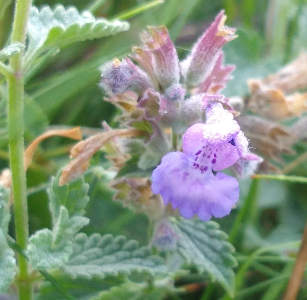 Nepeta faassenii