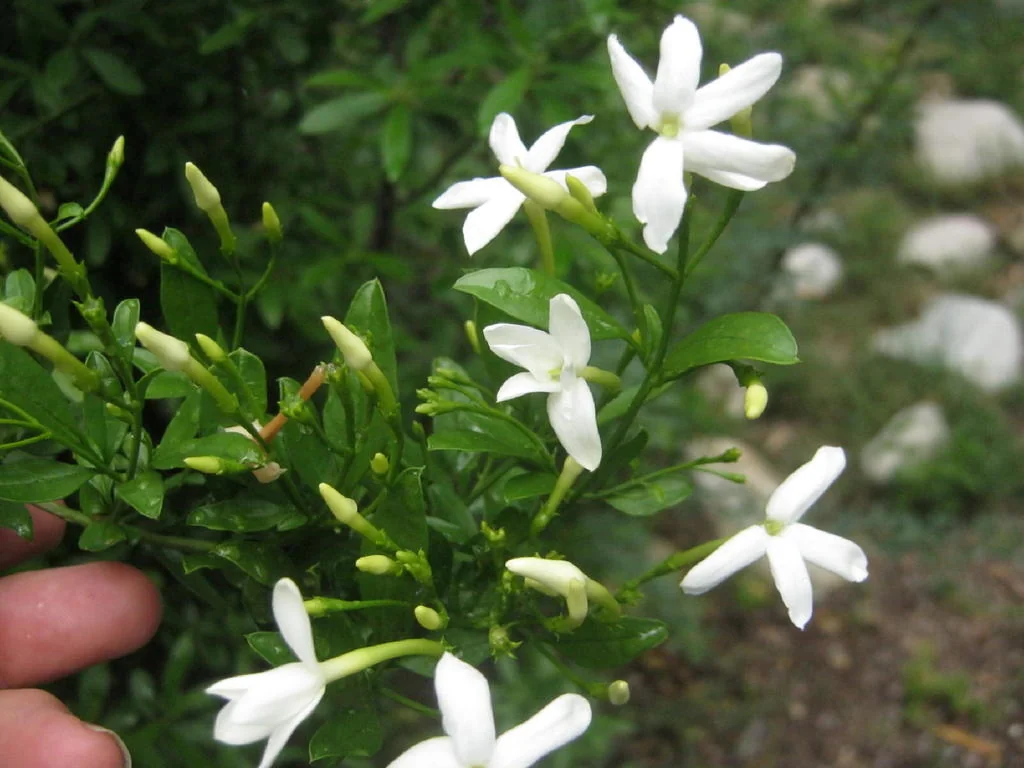 Jasminum Angulare