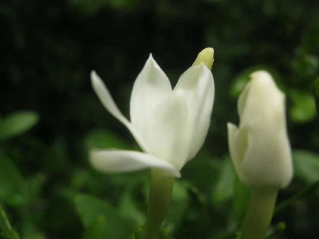 Jasminum Angulare