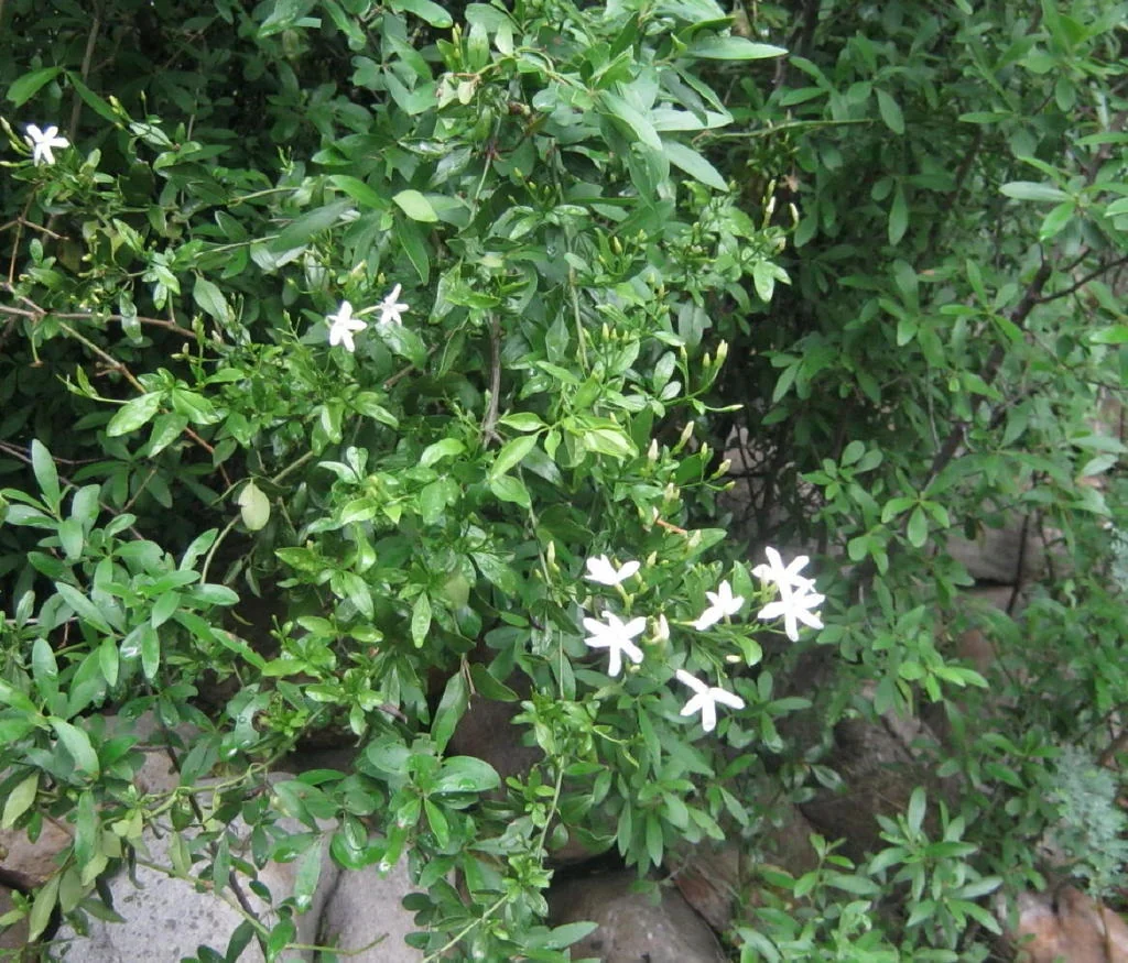 Jasminum Angulare