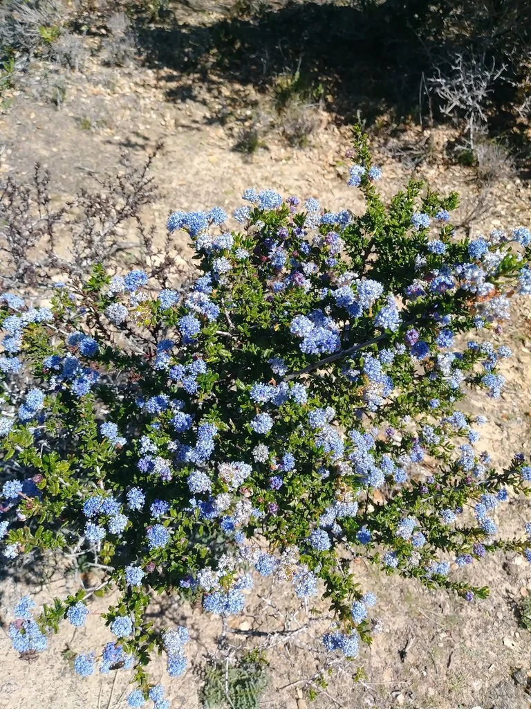 Ceanothus Dentatus