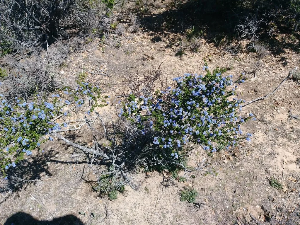 Ceanothus Dentatus