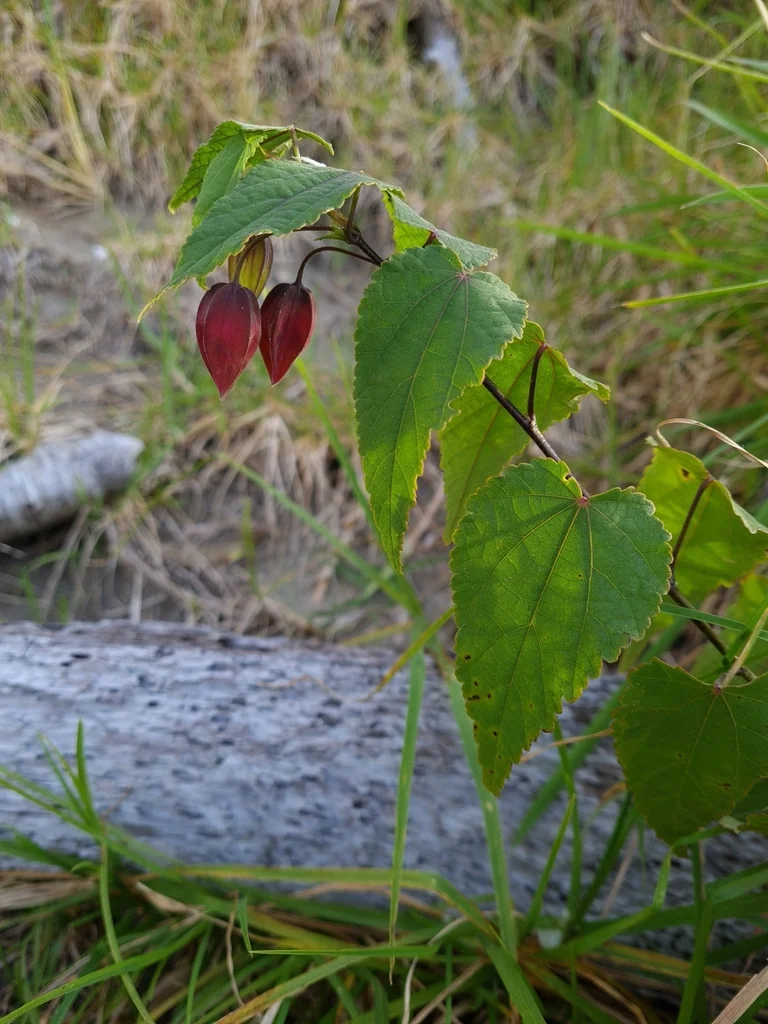 Abutilon Megapotamicum