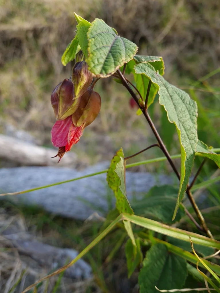 Abutilon Megapotamicum
