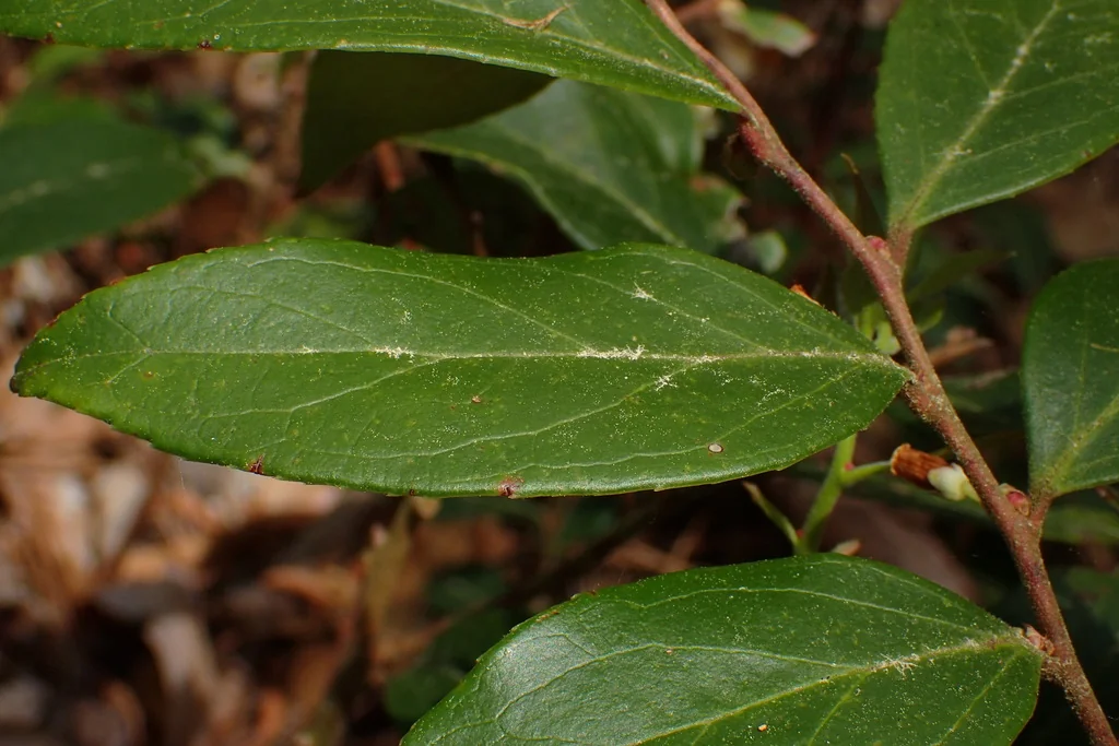Leucothoe axillaris