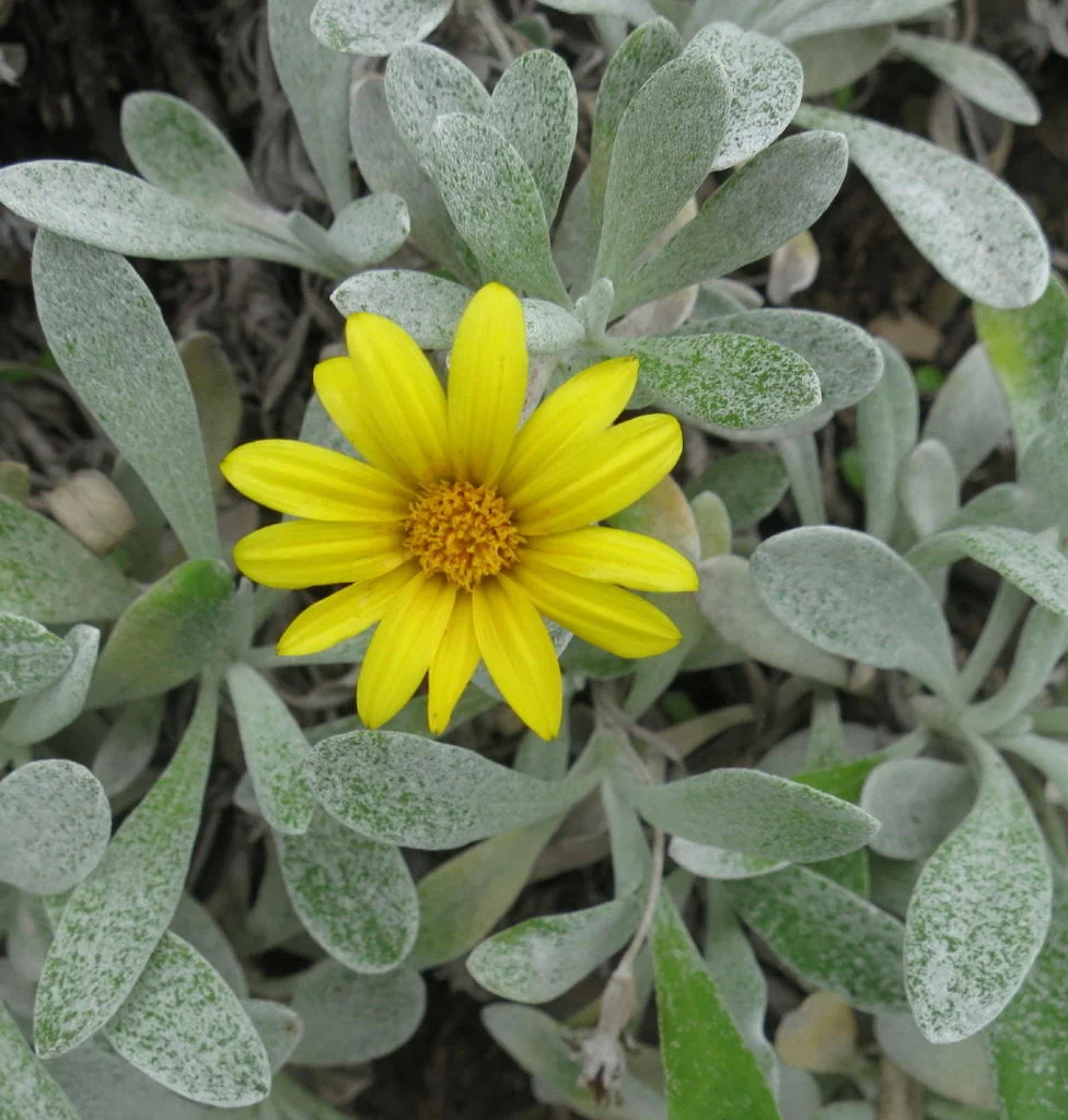 Gazania Rigens Leucolaena