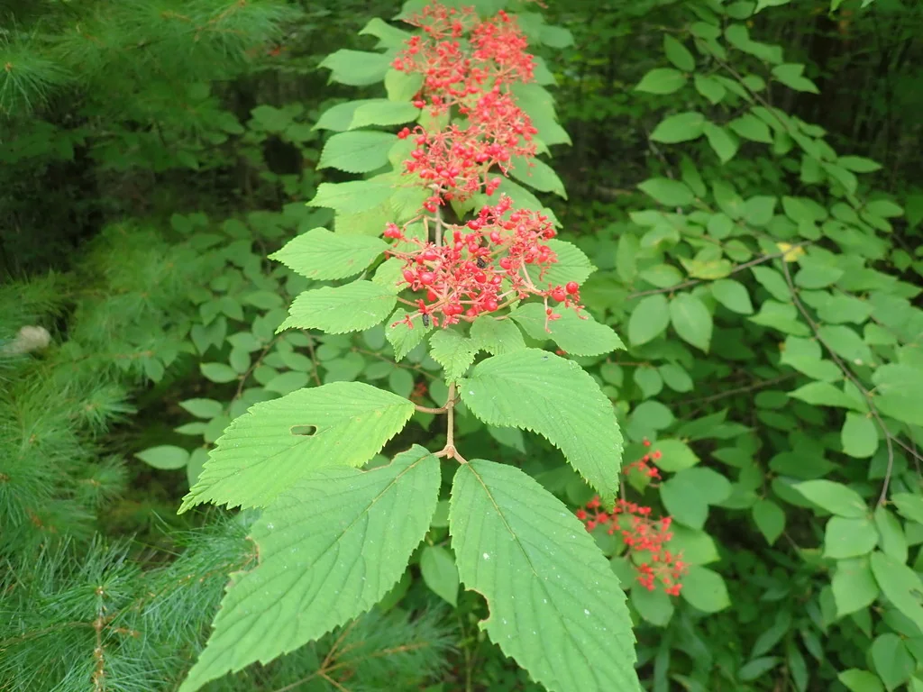 Viburnum Plicatum Tomentosum